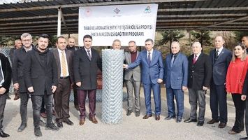 LAVANTALAR DAĞITILDI, SIRA SAFRAN BİTKİSİNDE