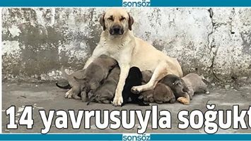 14 YAVRUSUYLA SOĞUKTA!