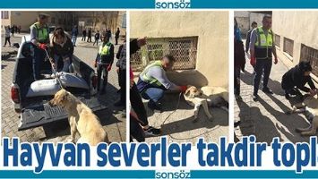 HAYVAN SEVERLER TAKDİR TOPLADI