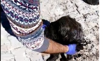 YAVRU K&Ouml;PEK İ&Ccedil;İN SEFERBER OLDULAR