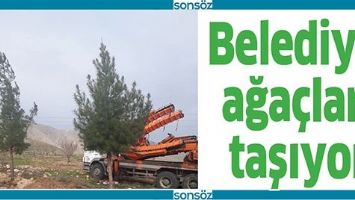 BELEDİYE, AĞA&Ccedil;LARI TAŞIYOR