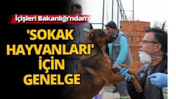 İ&ccedil;işleri Bakanlığı&rsquo;ndan sokak hayvanları i&ccedil;in genelge!
