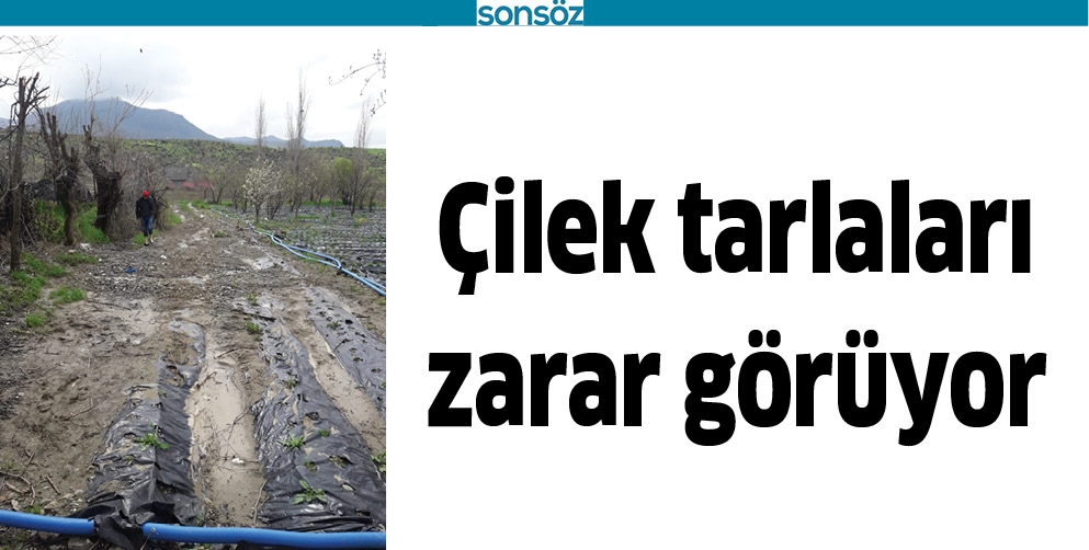 &Ccedil;İLEK TARLALARI ZARAR G&Ouml;R&Uuml;YOR