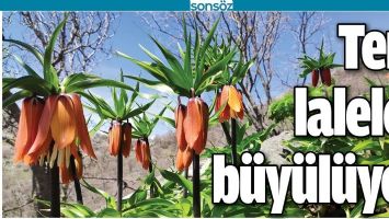 TERS LALELER B&Uuml;Y&Uuml;L&Uuml;YOR