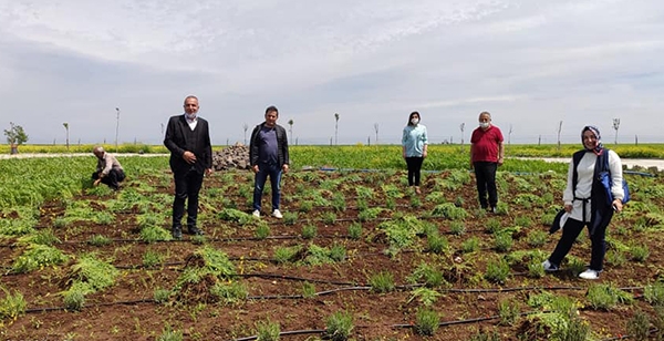MESİRE ALANI LAVANTA KOKACAK