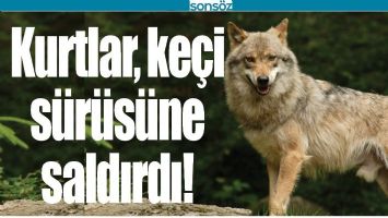 KURTLAR, KE&Ccedil;İ S&Uuml;R&Uuml;S&Uuml;NE SALDIRDI!