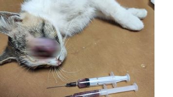 ANNE KEDİYE G&Ouml;Z OPERASYONU