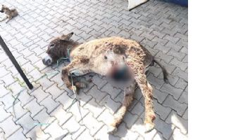 EŞEĞE T&Uuml;M&Ouml;R OPERASYONU!