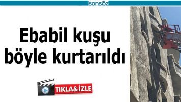 EBABİL KUŞU B&Ouml;YLE KURTARILDI