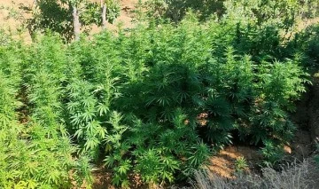 55 kilo 400 gram esrar ele ge&ccedil;irildi
