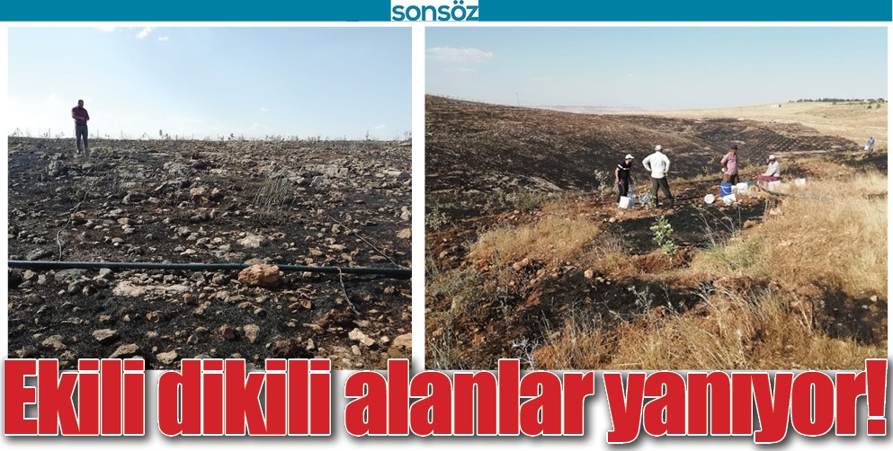 EKİLİ DİKİLİ ALANLAR YANIYOR!