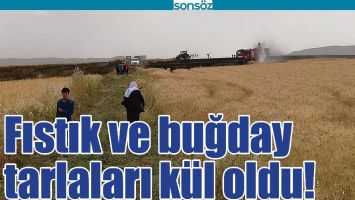 FISTIK VE BUĞDAY TARLALARI K&Uuml;L OLDU!