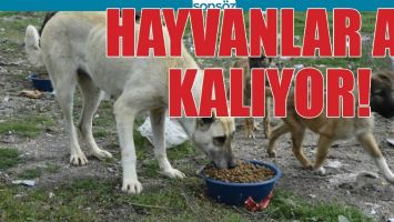 HAYVANLAR A&Ccedil; KALIYOR!