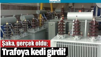 TRAFOYA KEDİ GİRDİ!