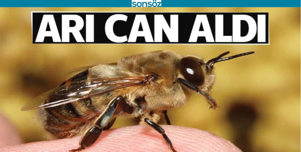 BATMAN'DA ARI CAN ALDI!