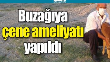 BUZAĞIYA &Ccedil;ENE AMELİYATI YAPILDI