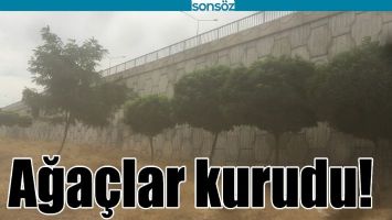 AĞA&Ccedil;LAR KURUDU!