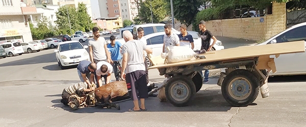 SICAĞA DAYANAMADI!