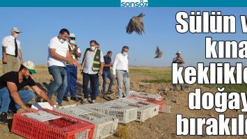 S&Uuml;L&Uuml;N VE KINALI KEKLİKLER DOĞAYA BIRAKILDI