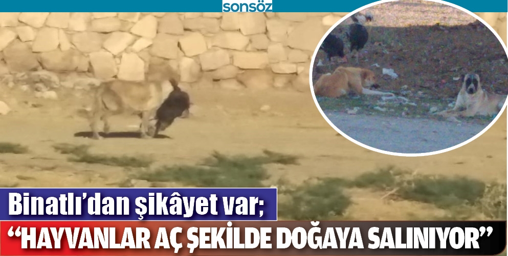 &ldquo;HAYVANLAR A&Ccedil; ŞEKİLDE DOĞAYA SALINIYOR&rdquo;