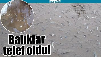 BALIKLAR TELEF OLDU!