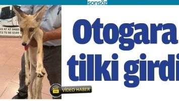 BATMAN'DA OTOGARA TİLKİ GİRDİ