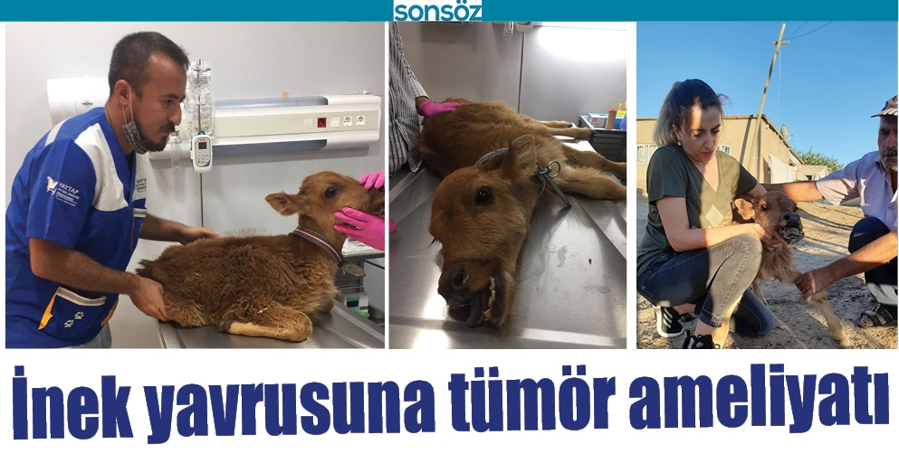 İNEK YAVRUSUNA T&Uuml;M&Ouml;R AMELİYATI