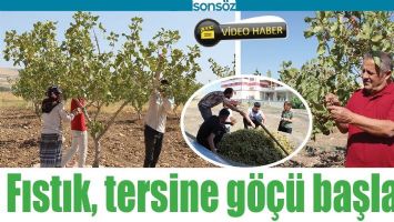 FISTIK, TERSİNE G&Ouml;&Ccedil;&Uuml; BAŞLATTI