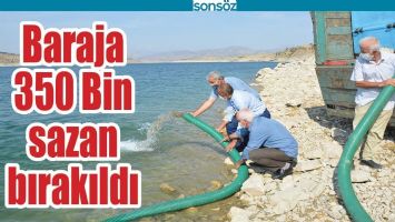 BARAJA 350 BİN SAZAN BIRAKILDI