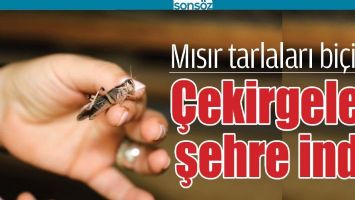 MISIR TARLALARI Bİ&Ccedil;İLDİ, &Ccedil;EKİRGELER ŞEHRE İNDİ