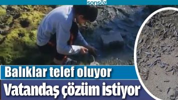 BALIKLAR TELEF OLUYOR, VATANDAŞ &Ccedil;&Ouml;Z&Uuml;M İSTİYOR