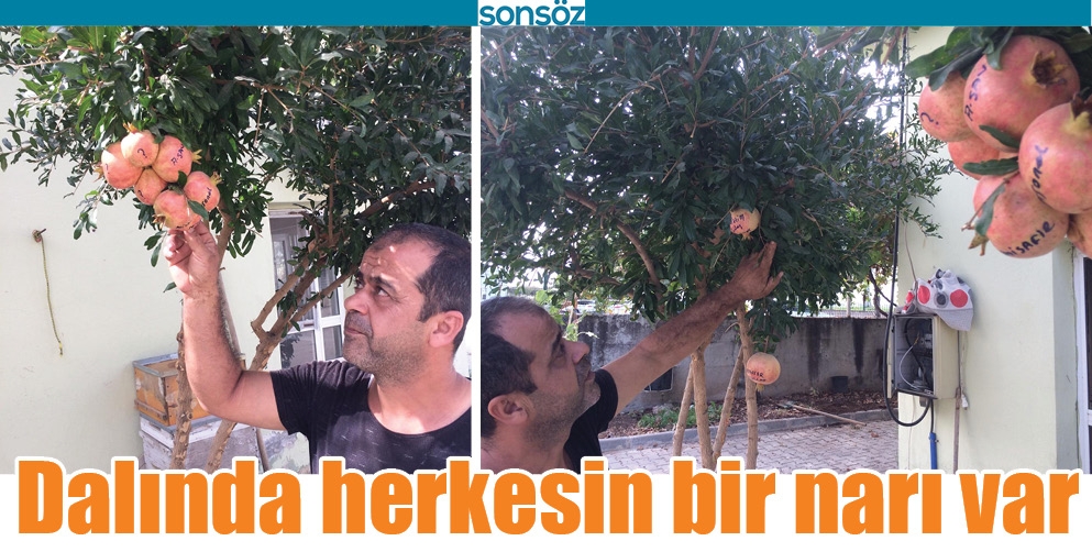 DALINDA HERKESİN BİR NARI VAR