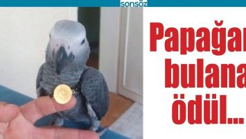 PAPAĞANI BULANA &Ouml;D&Uuml;L&hellip;
