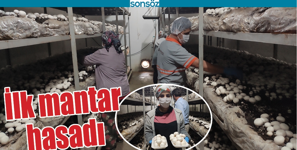 İLK MANTAR HASADI