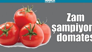 ZAM ŞAMPİYONU DOMATES