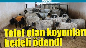TELEF OLAN KOYUNLARIN BEDELİ &Ouml;DENDİ