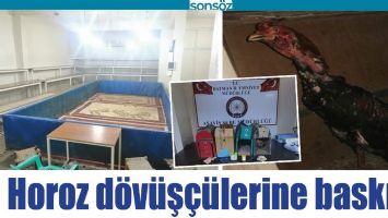 HOROZ D&Ouml;V&Uuml;Ş&Ccedil;&Uuml;LERİNE BASKIN!