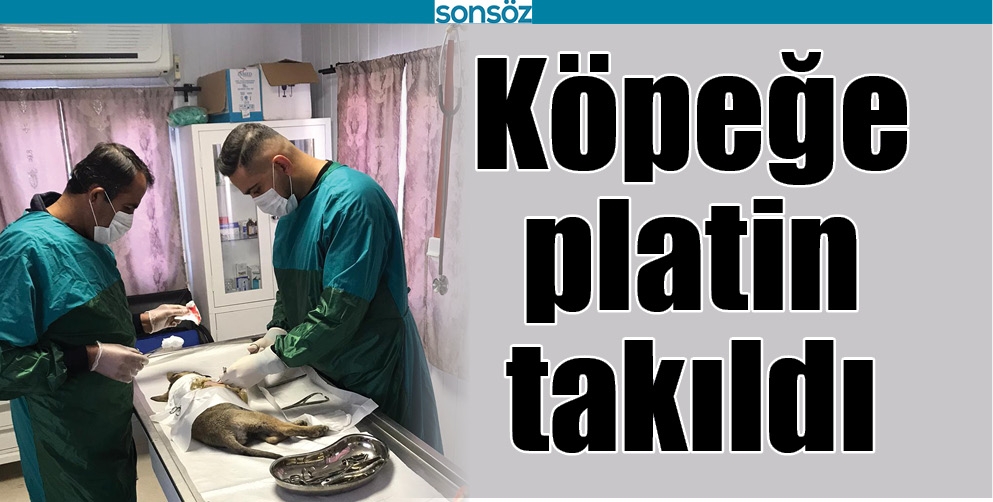 K&Ouml;PEĞE PLATİN TAKILDI