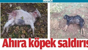 AHIRA K&Ouml;PEK SALDIRISI!