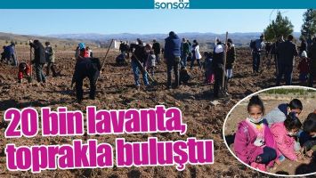 20 BİN LAVANTA, TOPRAKLA BULUŞTU