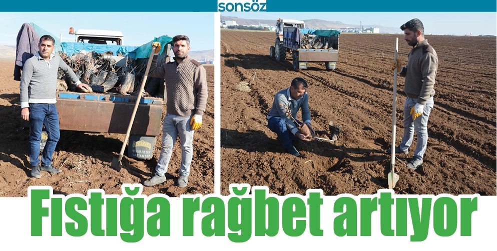FISTIĞA RAĞBET ARTIYOR