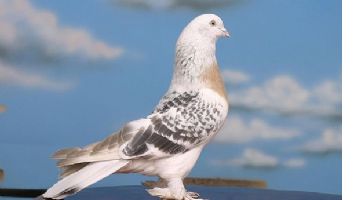 G&Uuml;VERCİNİ KOVALARKEN CANINDAN OLDU
