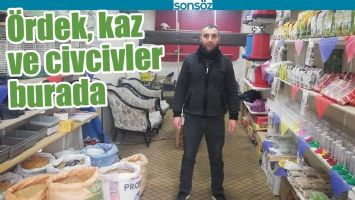 &Ouml;RDEK, KAZ VE CİVCİVLER BURADA