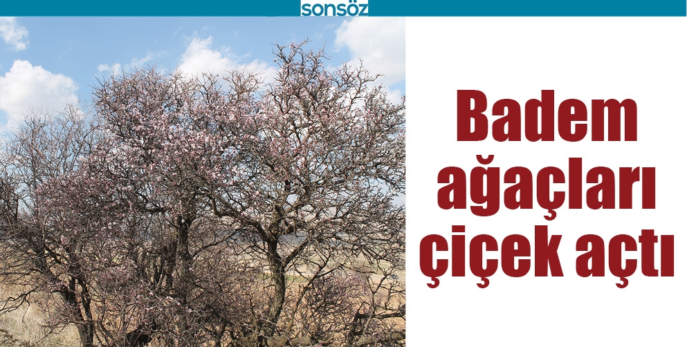 BADEM AĞA&Ccedil;LARI &Ccedil;İ&Ccedil;EK A&Ccedil;TI