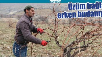 &Uuml;Z&Uuml;M BAĞLARI ERKEN BUDANIYOR