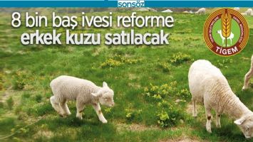 8 BİN KUZU SATILACAK
