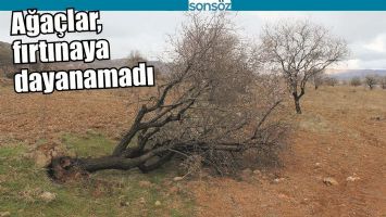 AĞA&Ccedil;LAR, FIRTINAYA DAYANAMADI