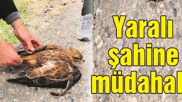 YARALI ŞAHİNE M&Uuml;DAHALE