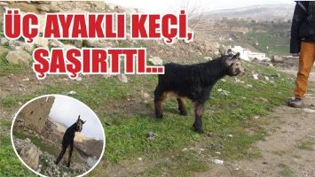 &Uuml;&Ccedil; AYAKLI KE&Ccedil;İ, ŞAŞIRTTI...