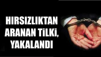 HIRSIZLIKTAN ARANAN TİLKİ, YAKALANDI